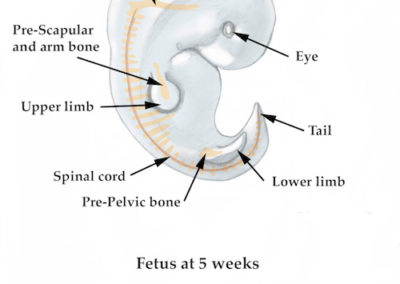 2.15b Our beginnings.fetus.